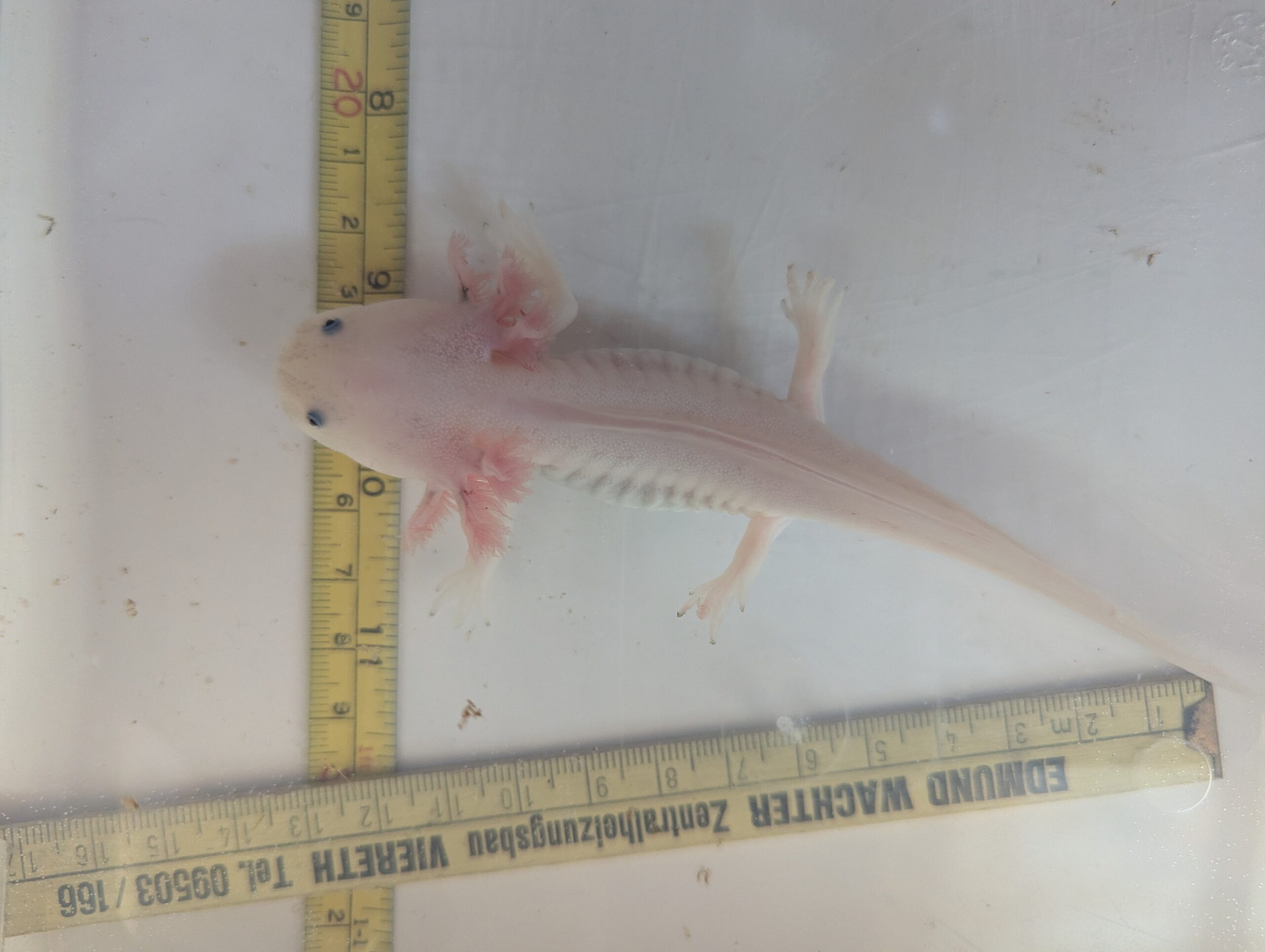 Weißlinge aus eigener Zucht ab12cm