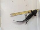 Axolotl Wildlinge ab ca.12cm