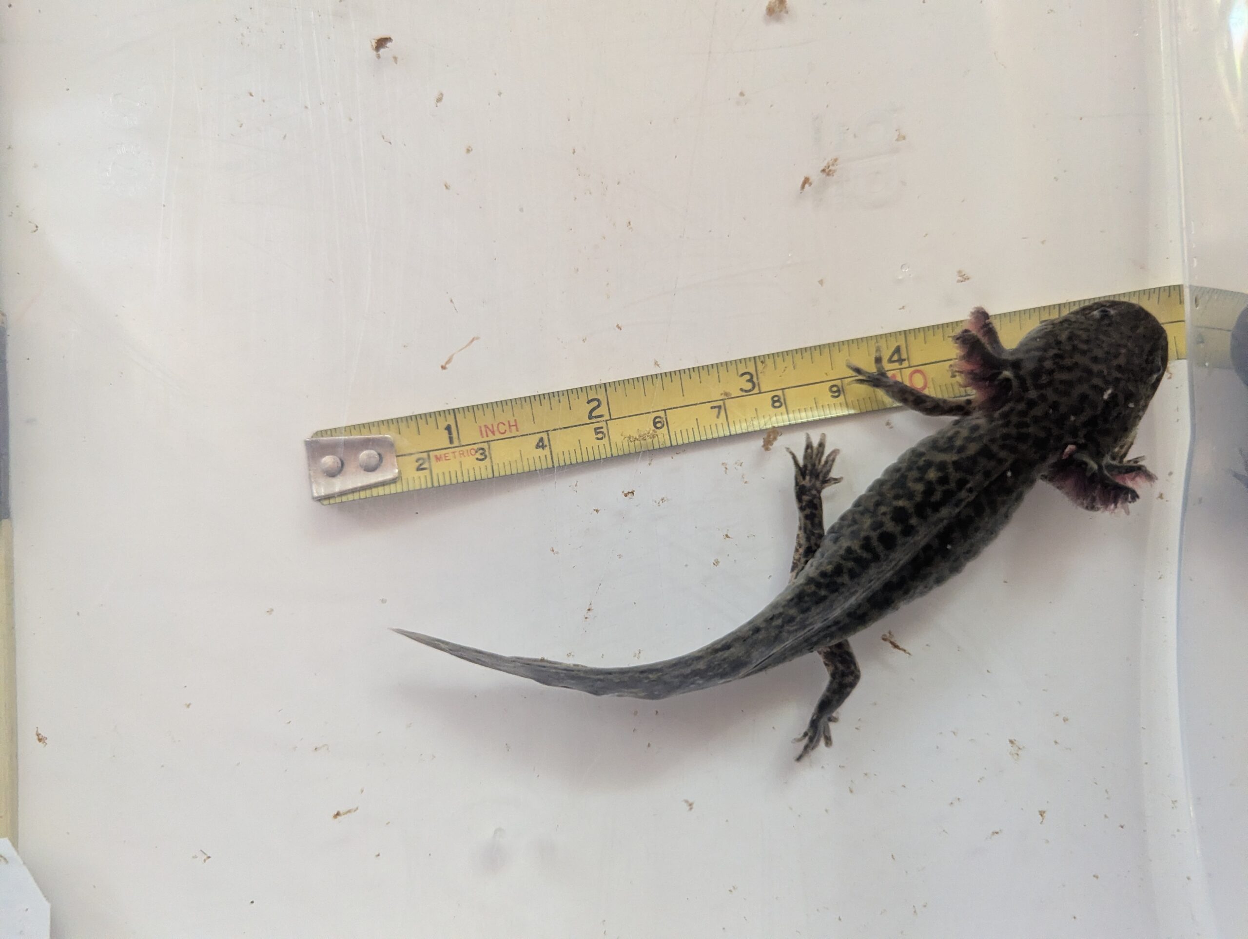 Axolotl Wildlinge ab ca.12cm