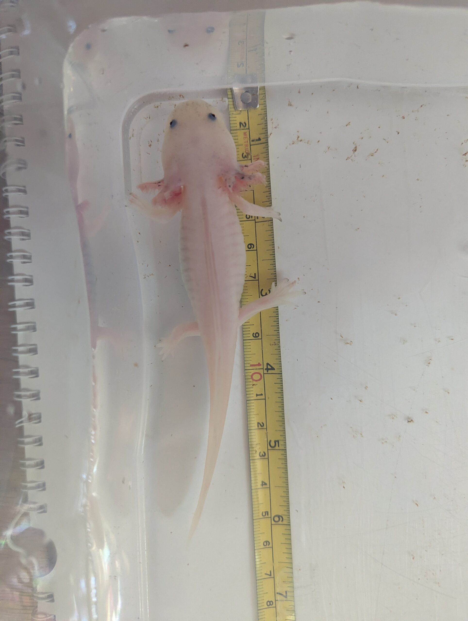 Weißlinge aus eigener Zucht ab12cm