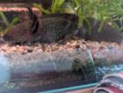 Axolotl Jungtier weiblich 20cm