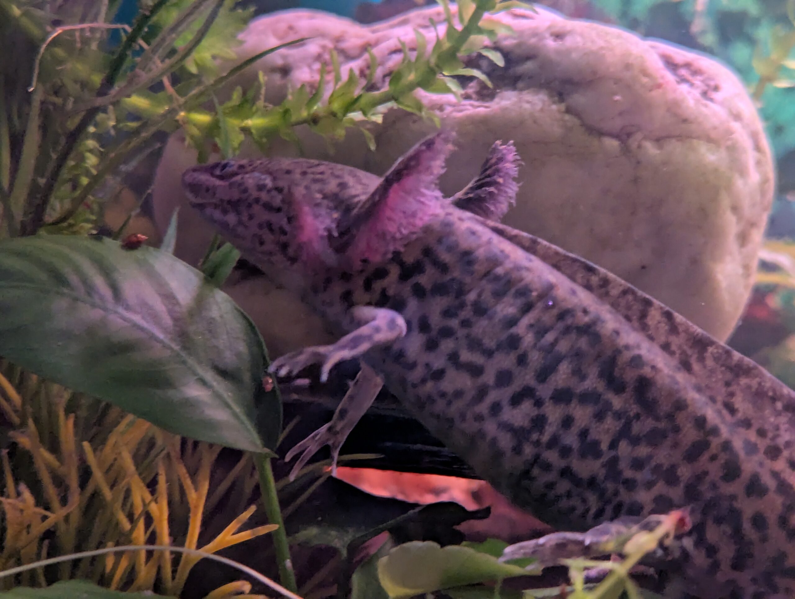 Axolotl Jungtier männlich ca.17cm