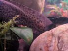 Axolotl Jungtier männlich ca.17cm