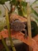 2 Axolotl Wildlinge (w) 2,5 Jahre alt