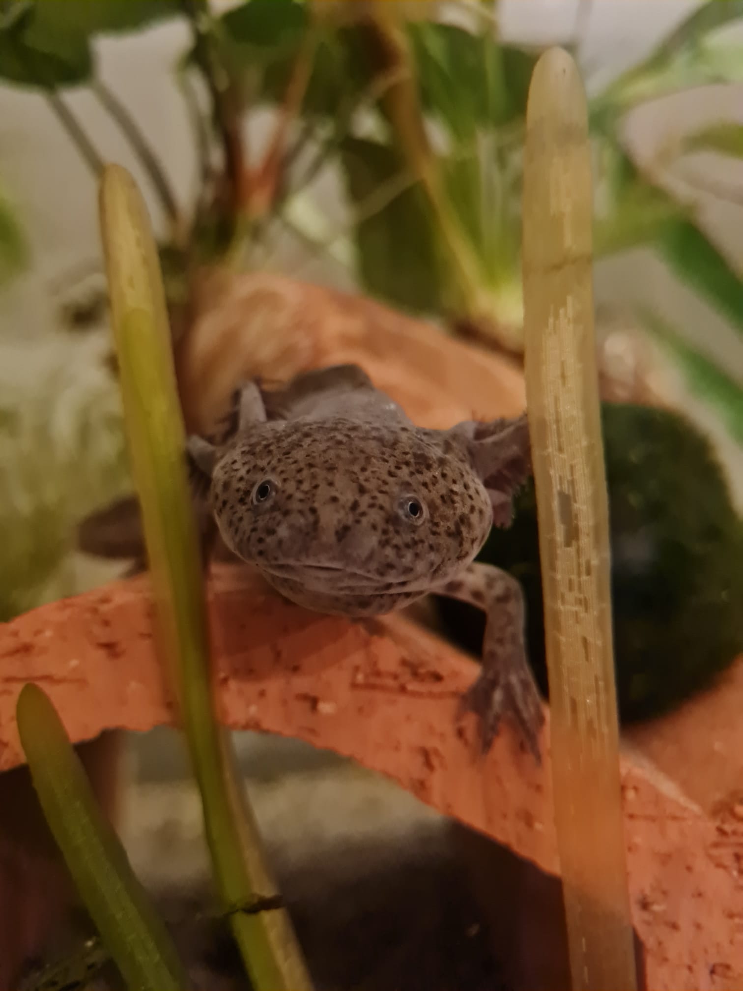 2 Axolotl Wildlinge (w) 2,5 Jahre alt