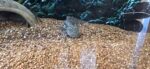 Schöne Goldalbinos und Wildlinge mit Grünstich zu verkaufen.