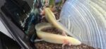 Schöne Goldalbinos und Wildlinge mit Grünstich zu verkaufen.