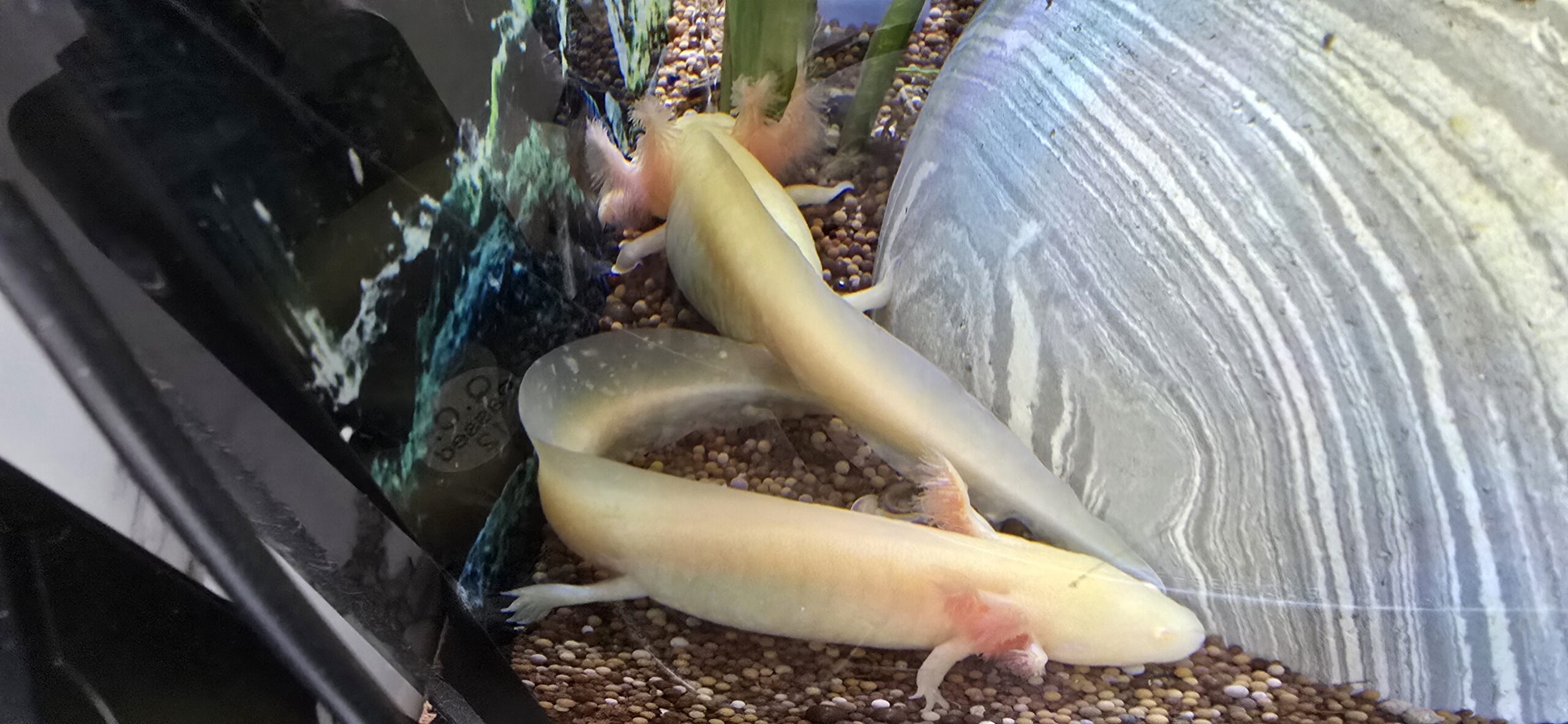 Schöne Goldalbinos und Wildlinge mit Grünstich zu verkaufen.