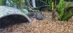 Schöne Goldalbinos und Wildlinge mit Grünstich zu verkaufen.