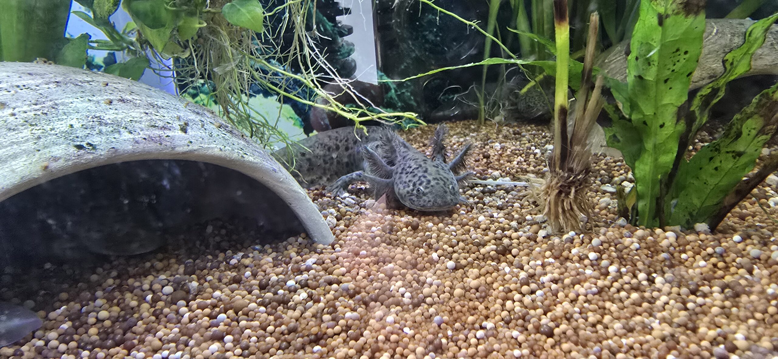 Schöne Goldalbinos und Wildlinge mit Grünstich zu verkaufen.