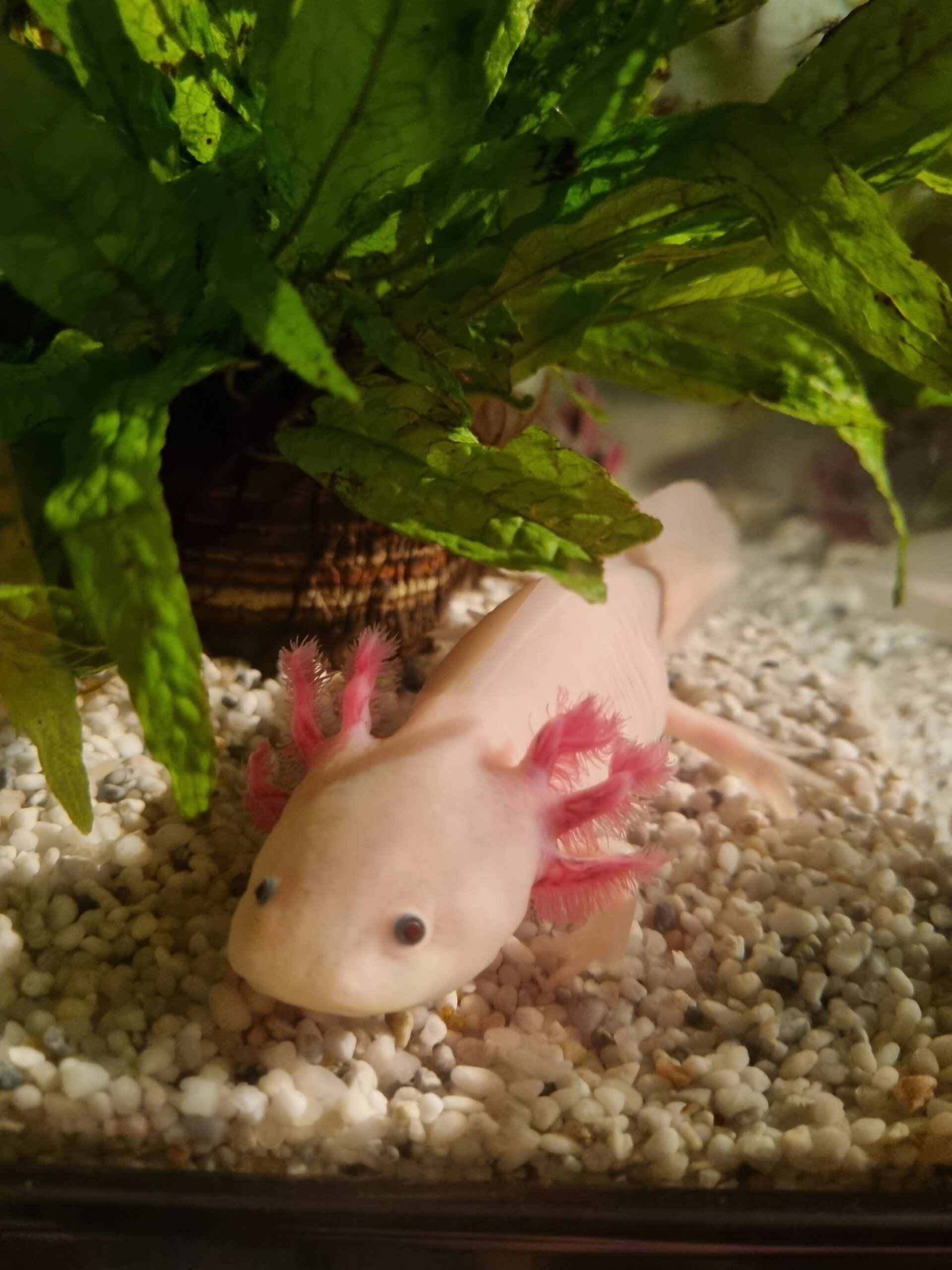 Aquarium komplett