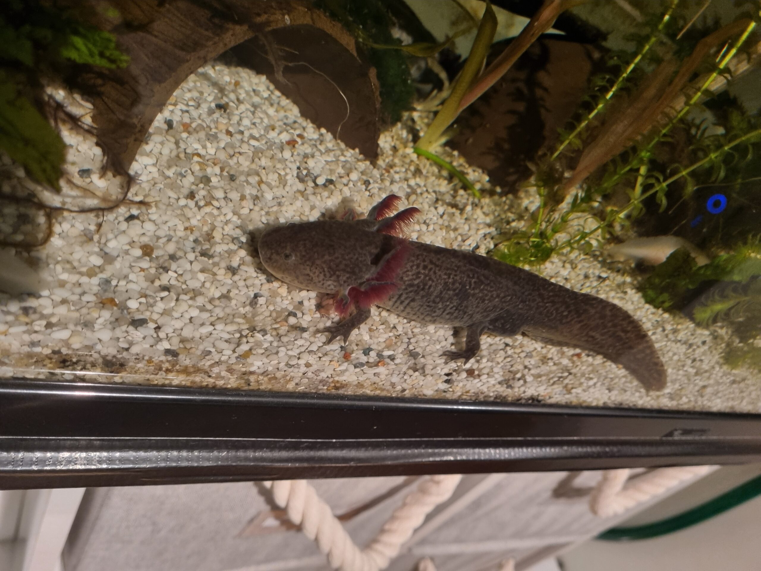 Aquarium komplett