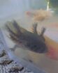 Axolotl Jungtiere Wildling und Goldalbino