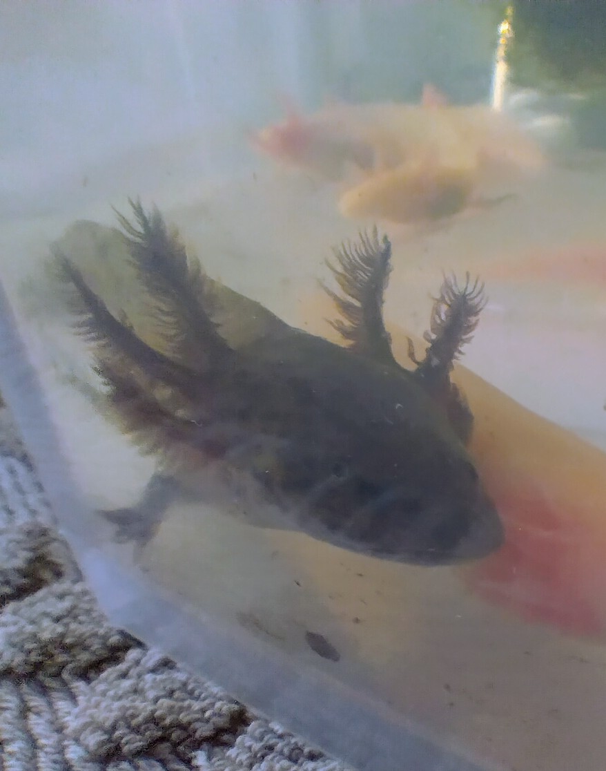Axolotl Jungtiere Wildling und Goldalbino