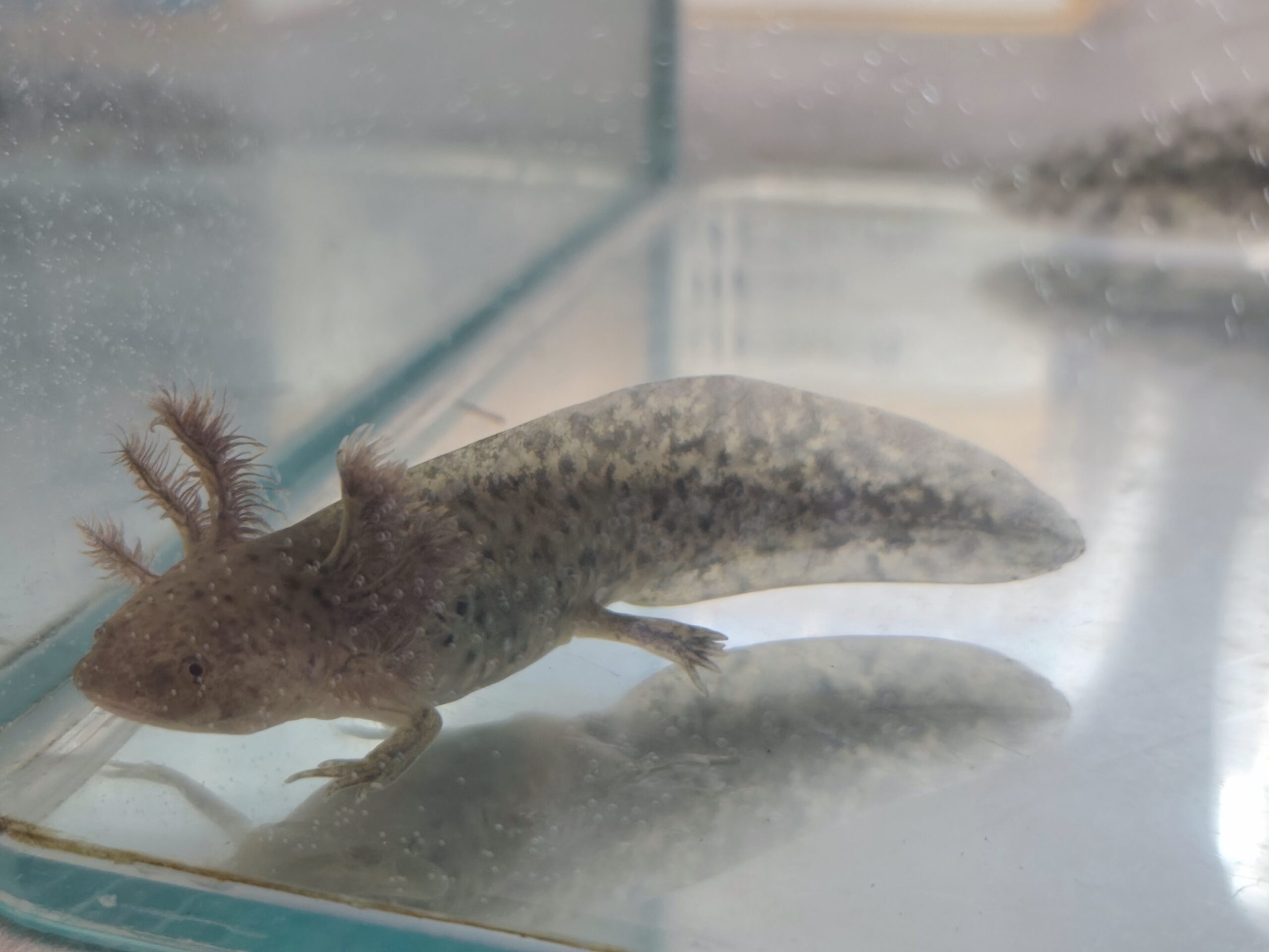 Axolotl suchen neues Zuhause