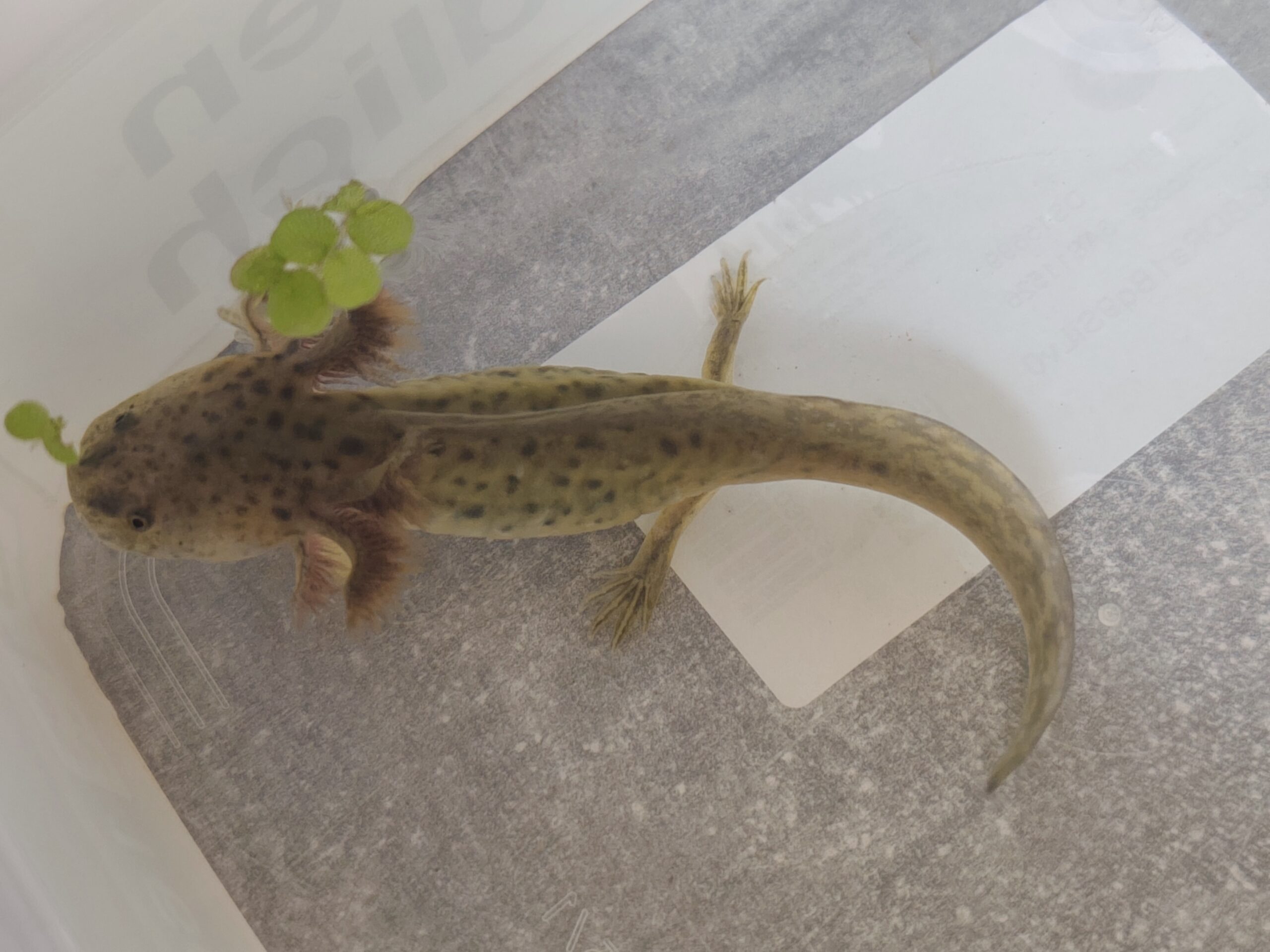 Axolotl suchen neues Zuhause