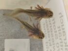 Axolotl suchen neues Zuhause