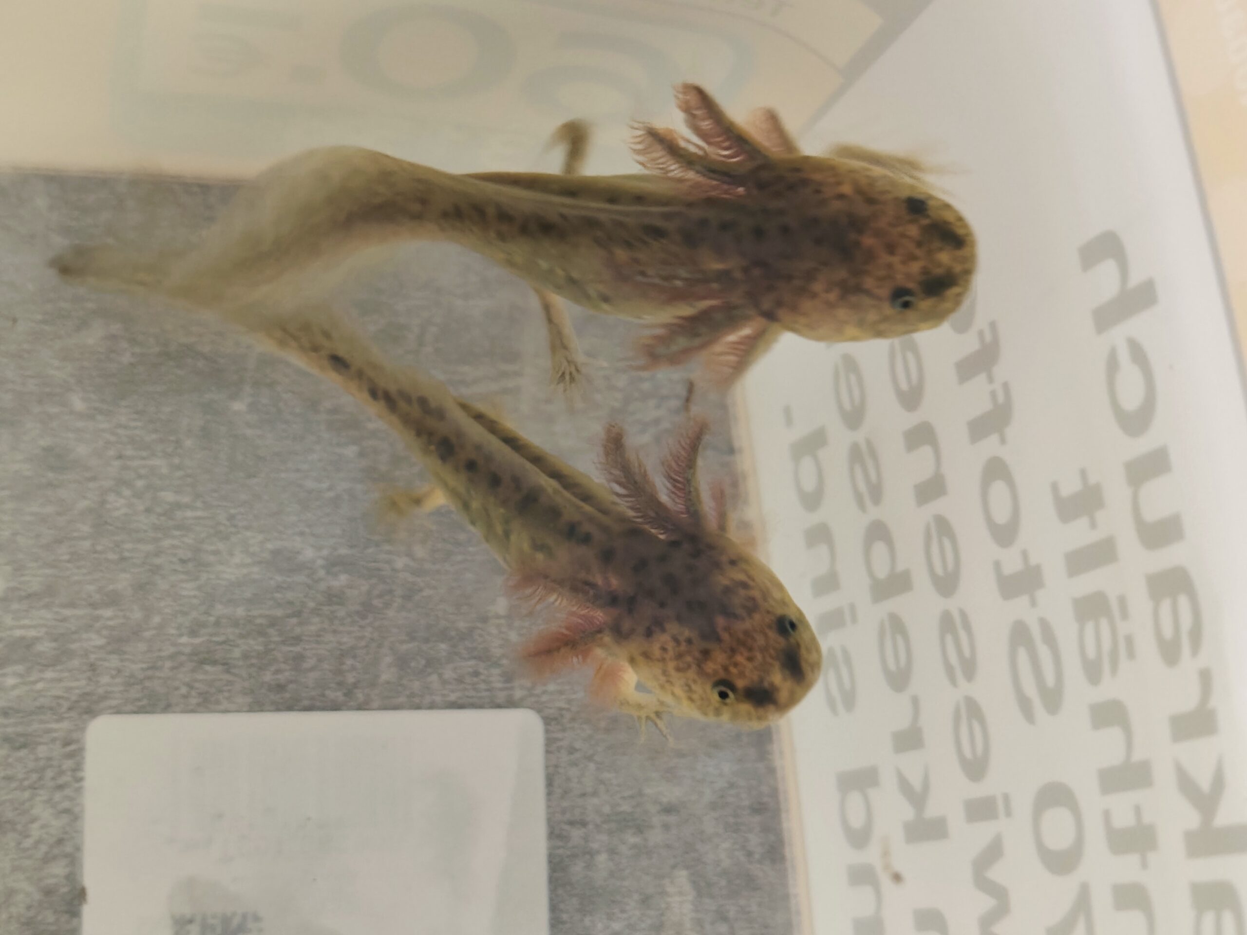 Axolotl suchen neues Zuhause