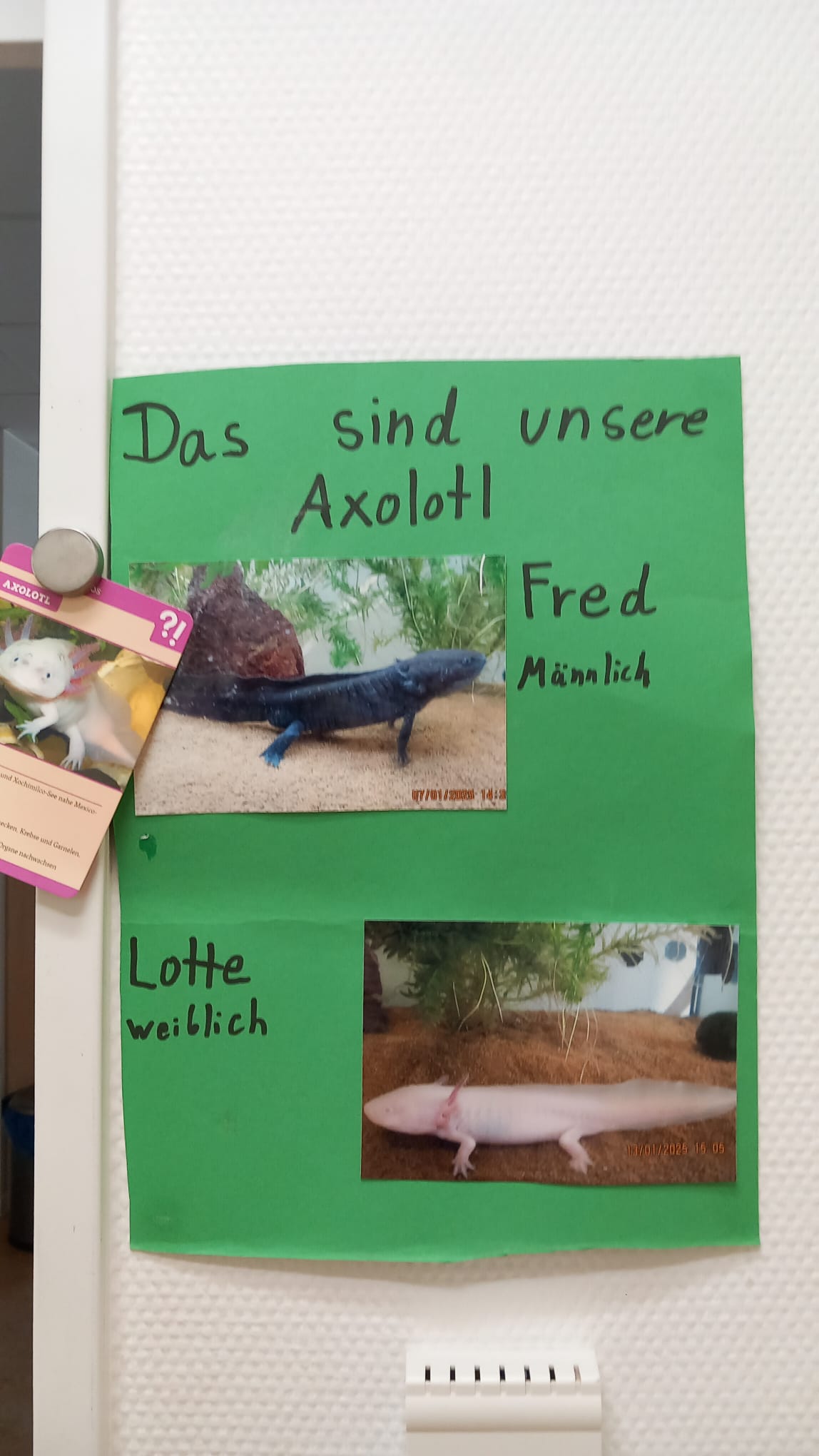 2 adultes Axolotl Pärchen abzugeben