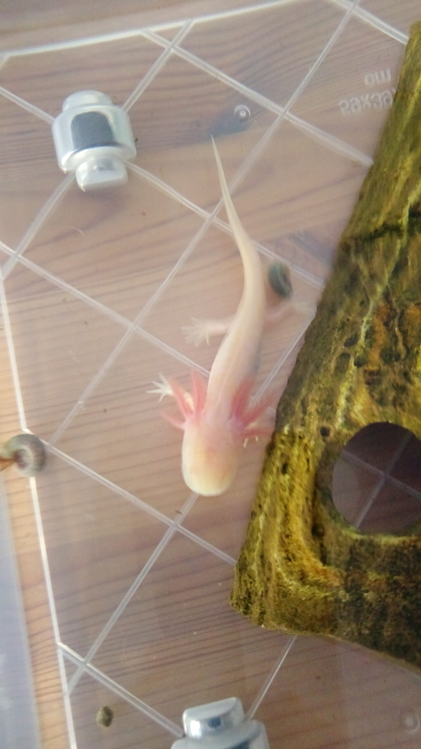 Ein Albino vom Juni 2026