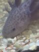 Junger Axolotl