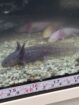 Junger Axolotl