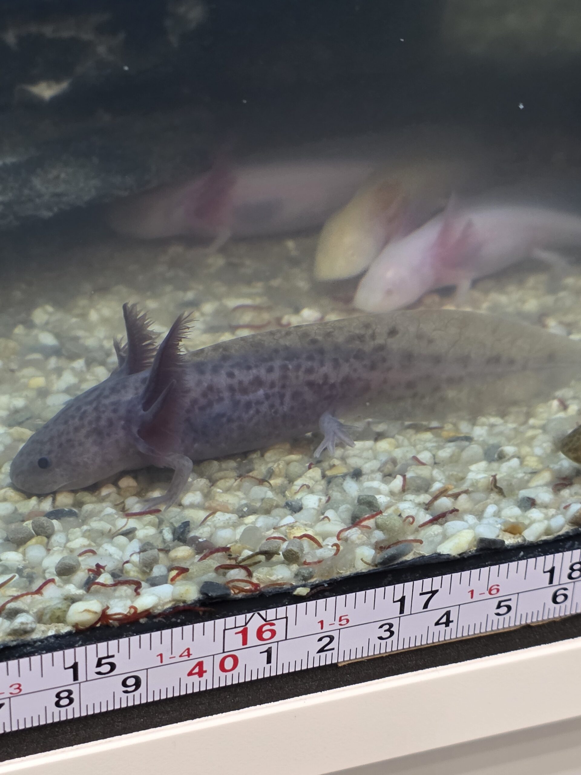 Junger Axolotl