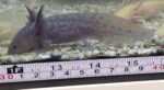 Junger Axolotl