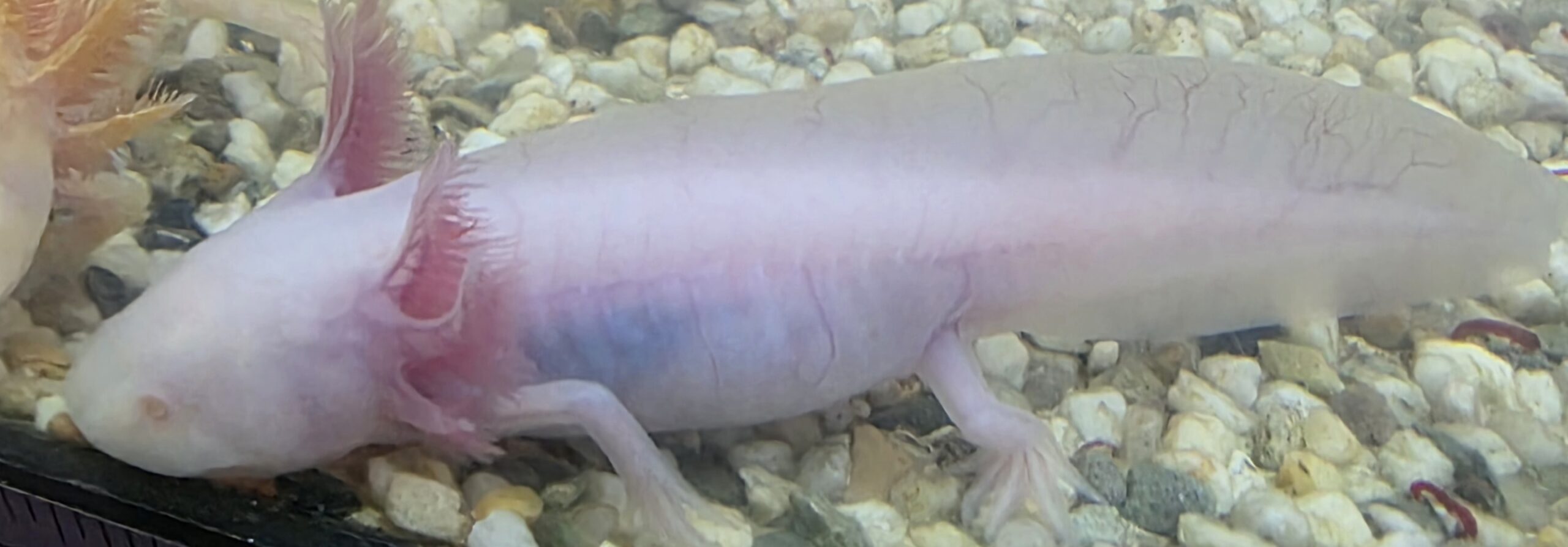 Junger Axolotl