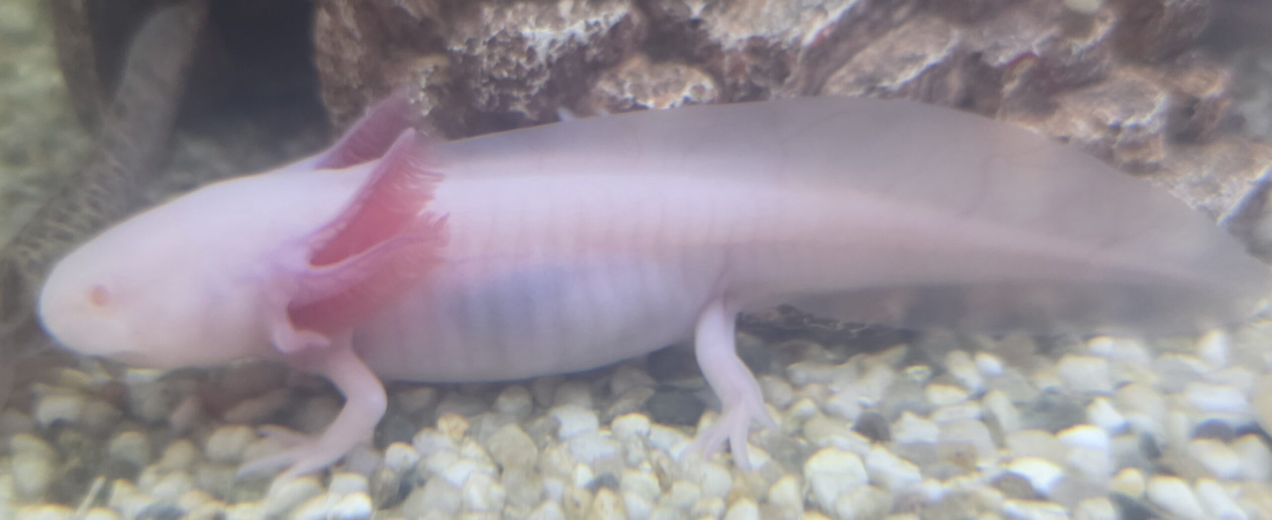 AXOLOTL Weisling