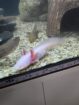 AXOLOTL Weisling