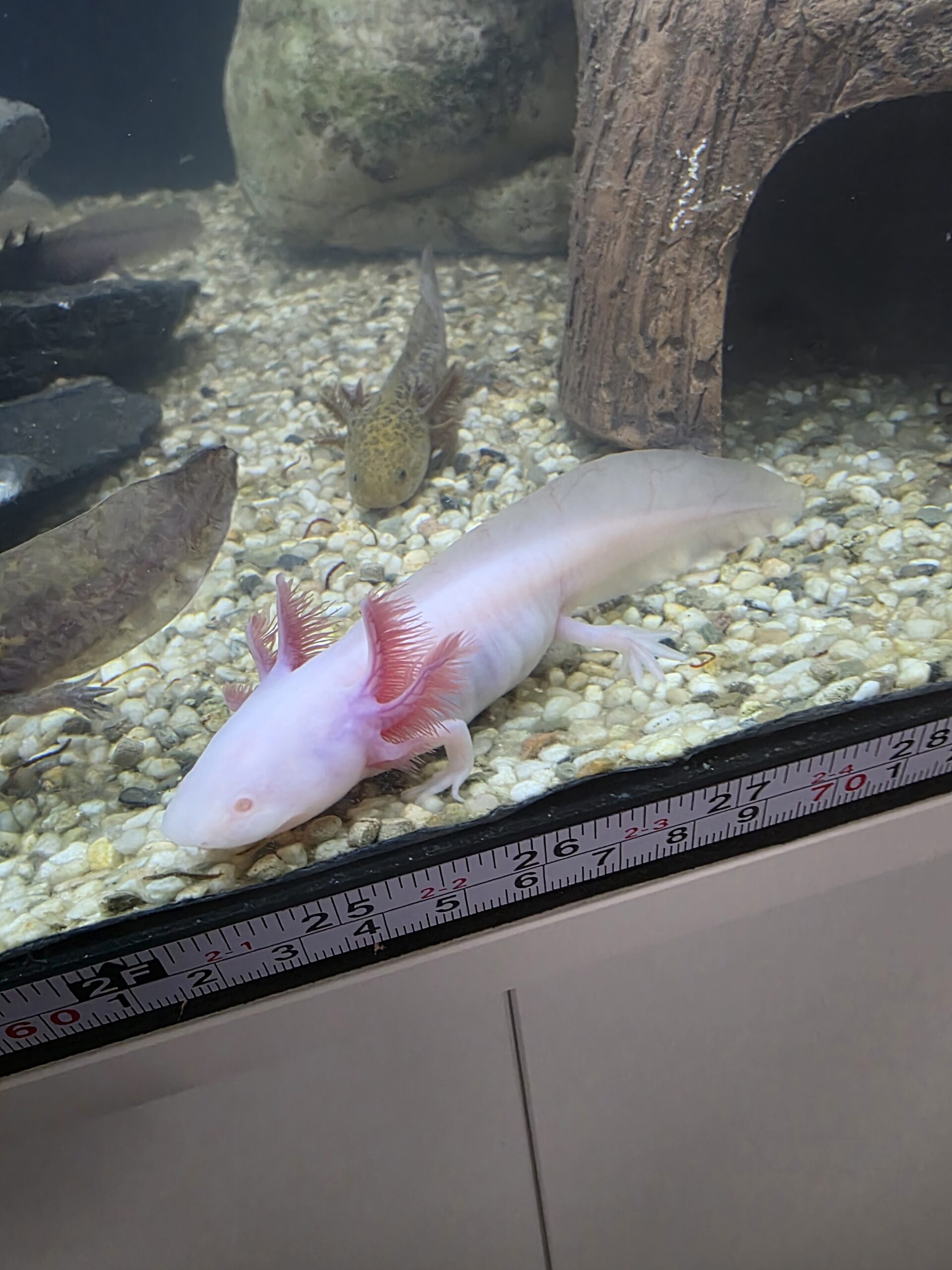 AXOLOTL Weisling