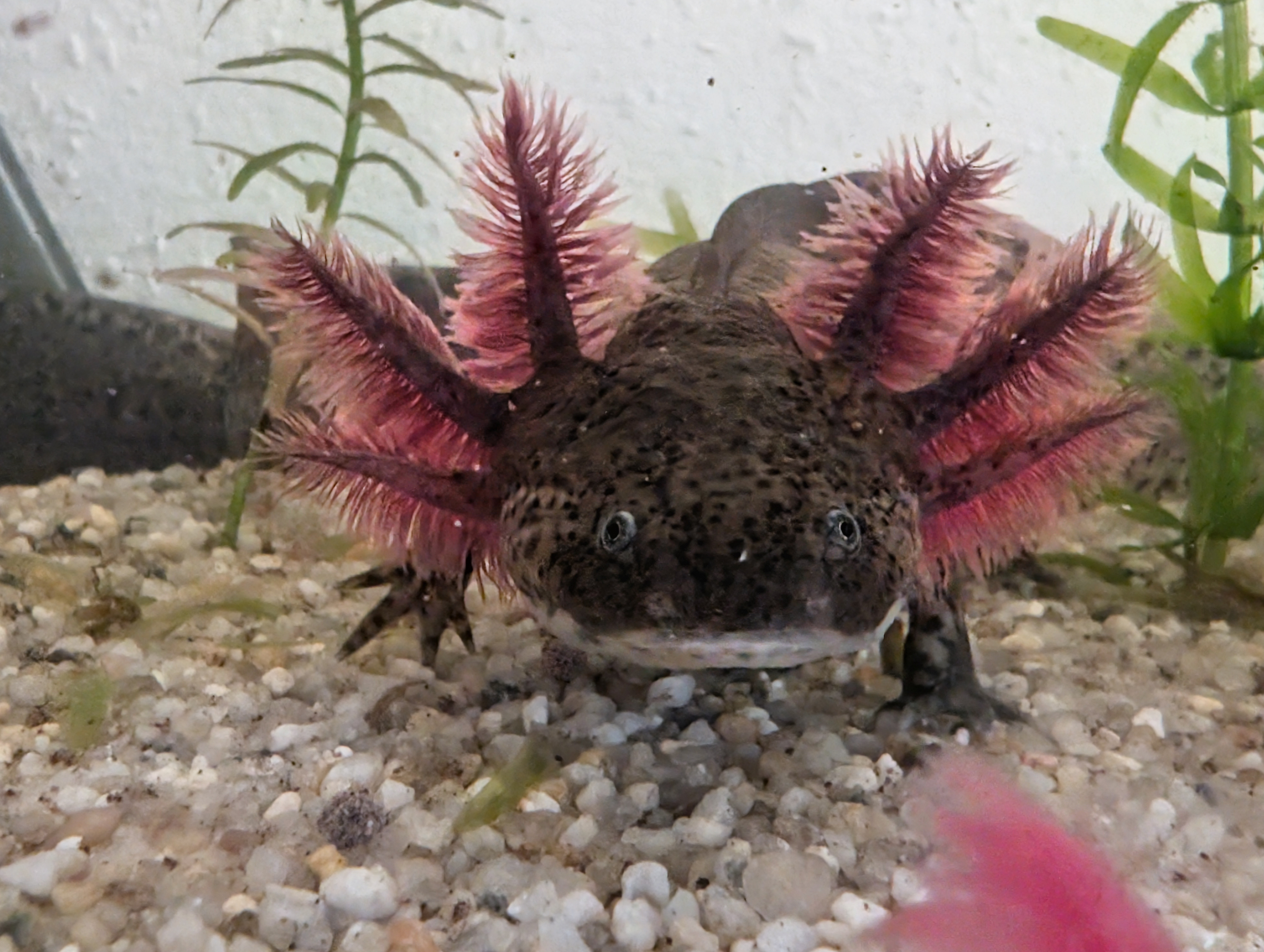 Axolotl Nachwuchs abzugeben Weißlinge mit Spots und Wildlinge