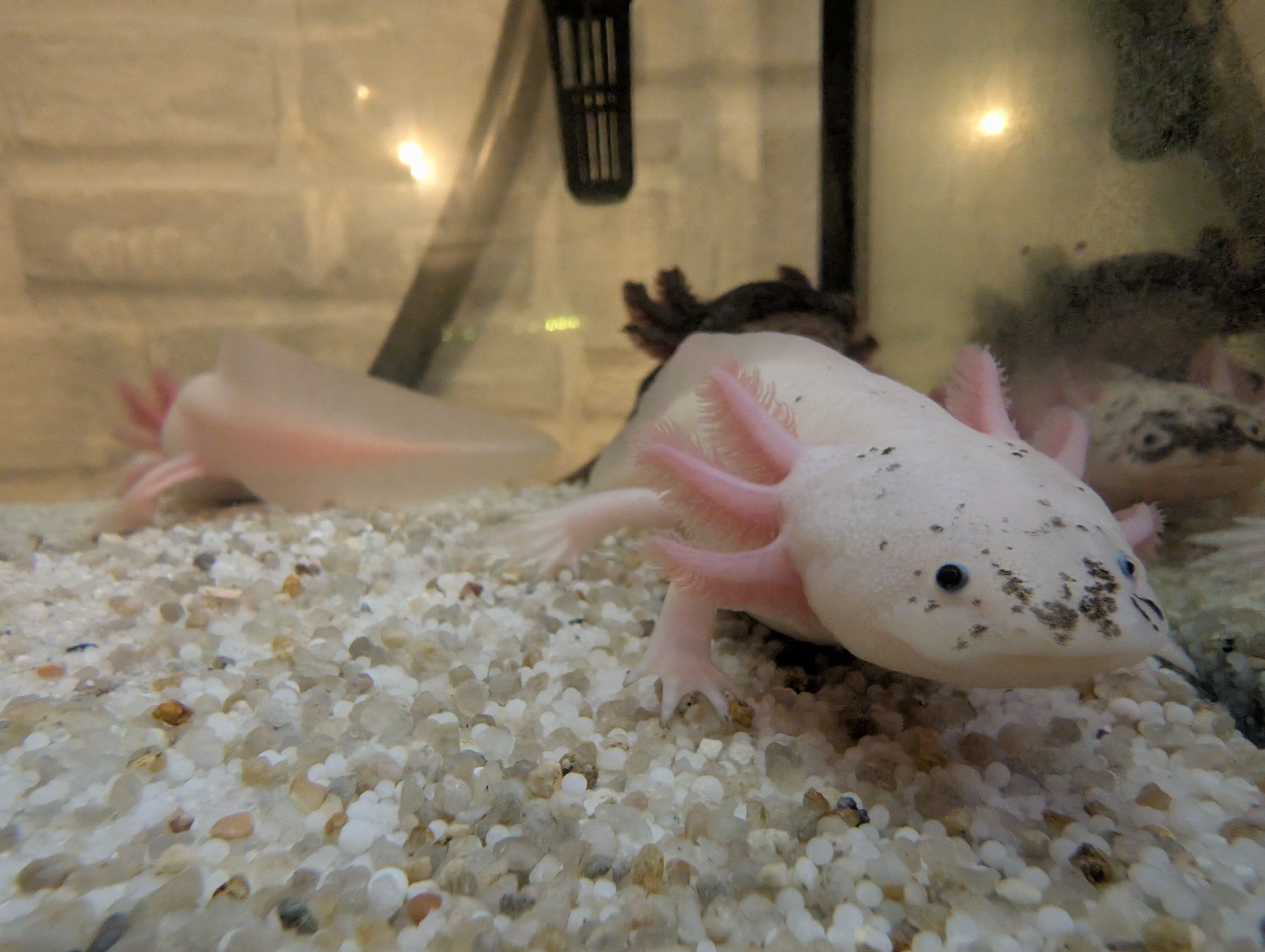 Axolotl Nachwuchs abzugeben Weißlinge mit Spots und Wildlinge