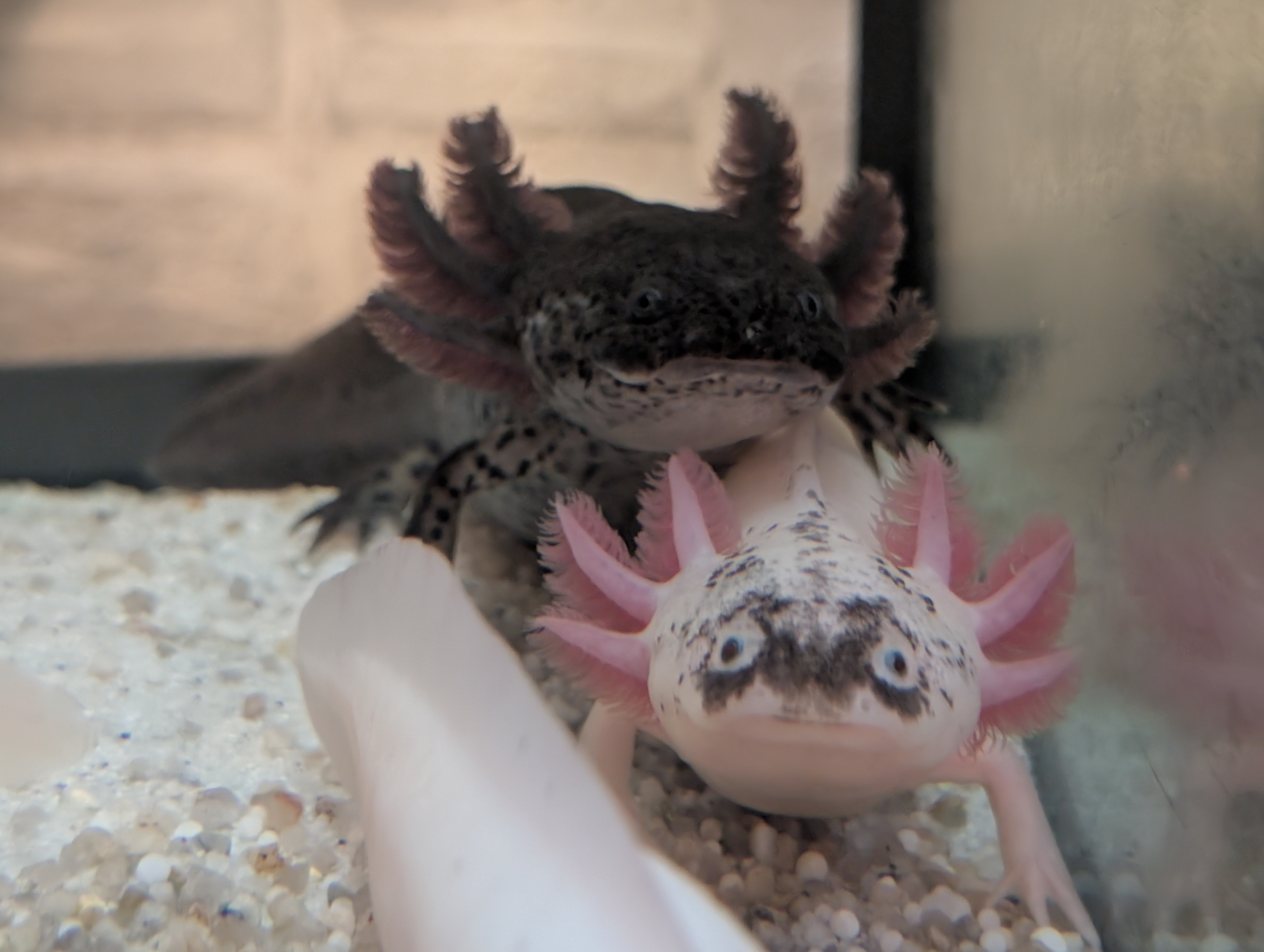 Axolotl Nachwuchs abzugeben Weißlinge mit Spots und Wildlinge