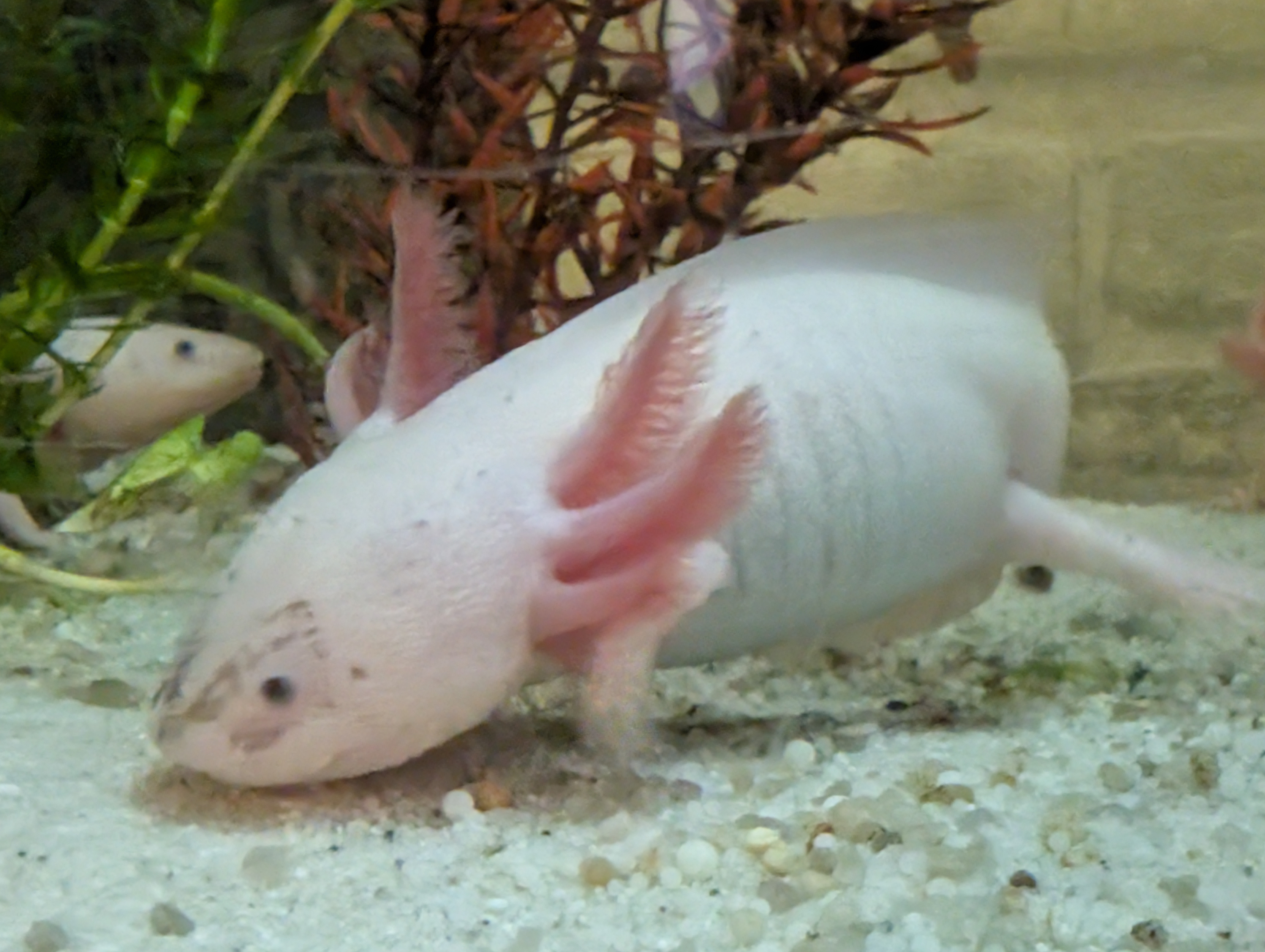Axolotl Nachwuchs abzugeben Weißlinge mit Spots und Wildlinge