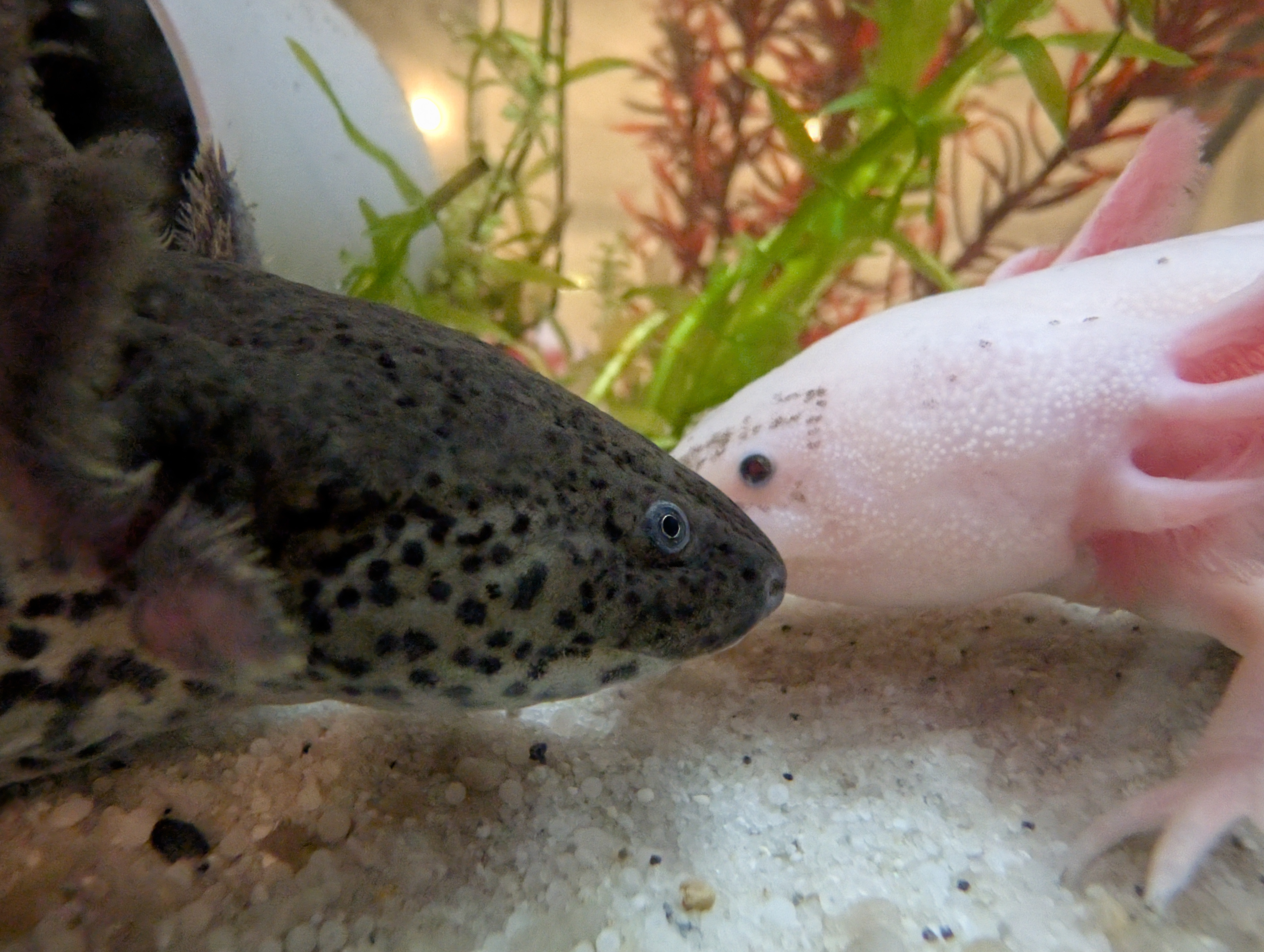 Axolotl Nachwuchs abzugeben Weißlinge mit Spots und Wildlinge