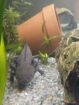 Junge Axolotl Wildlinge abzugeben