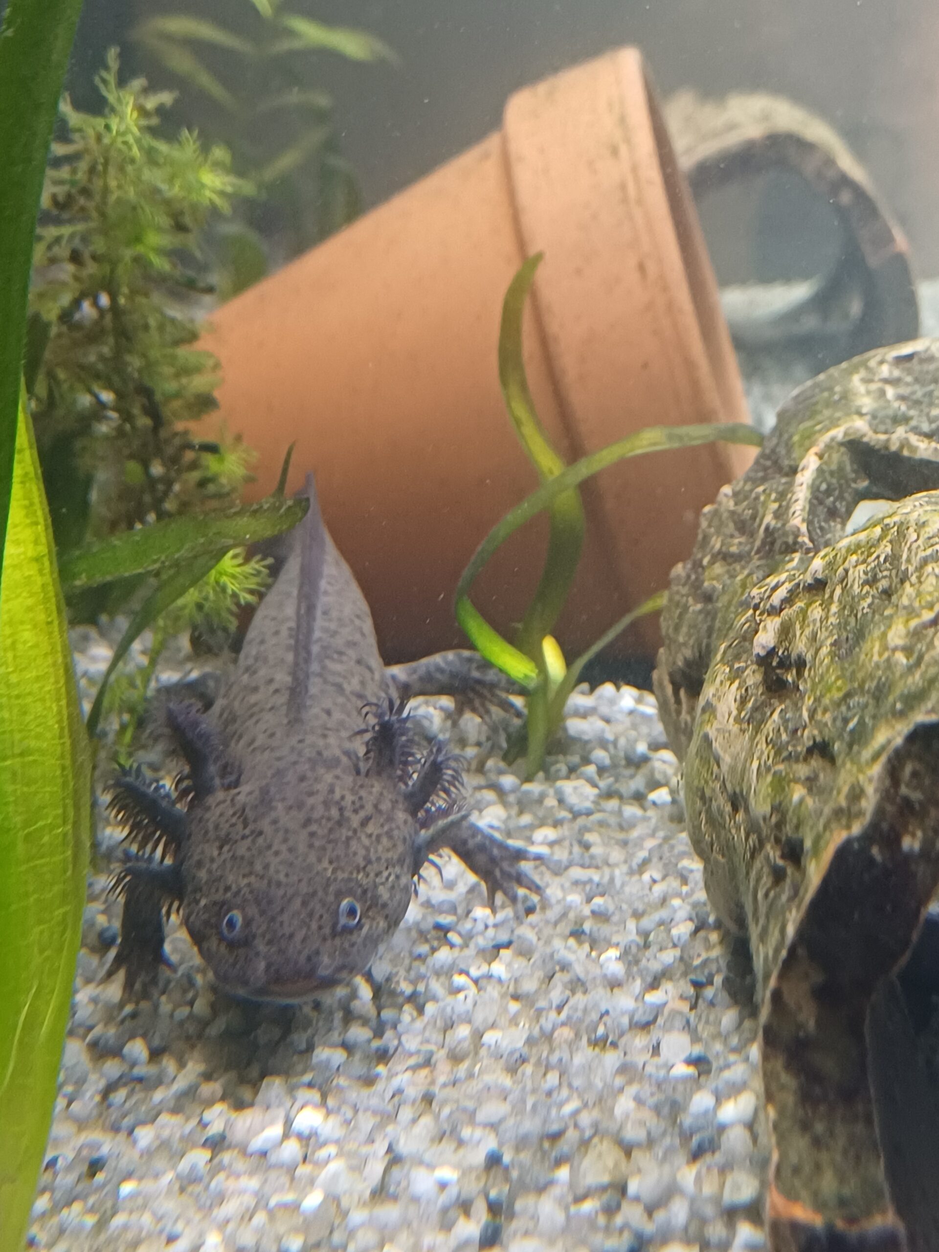 Junge Axolotl Wildlinge abzugeben
