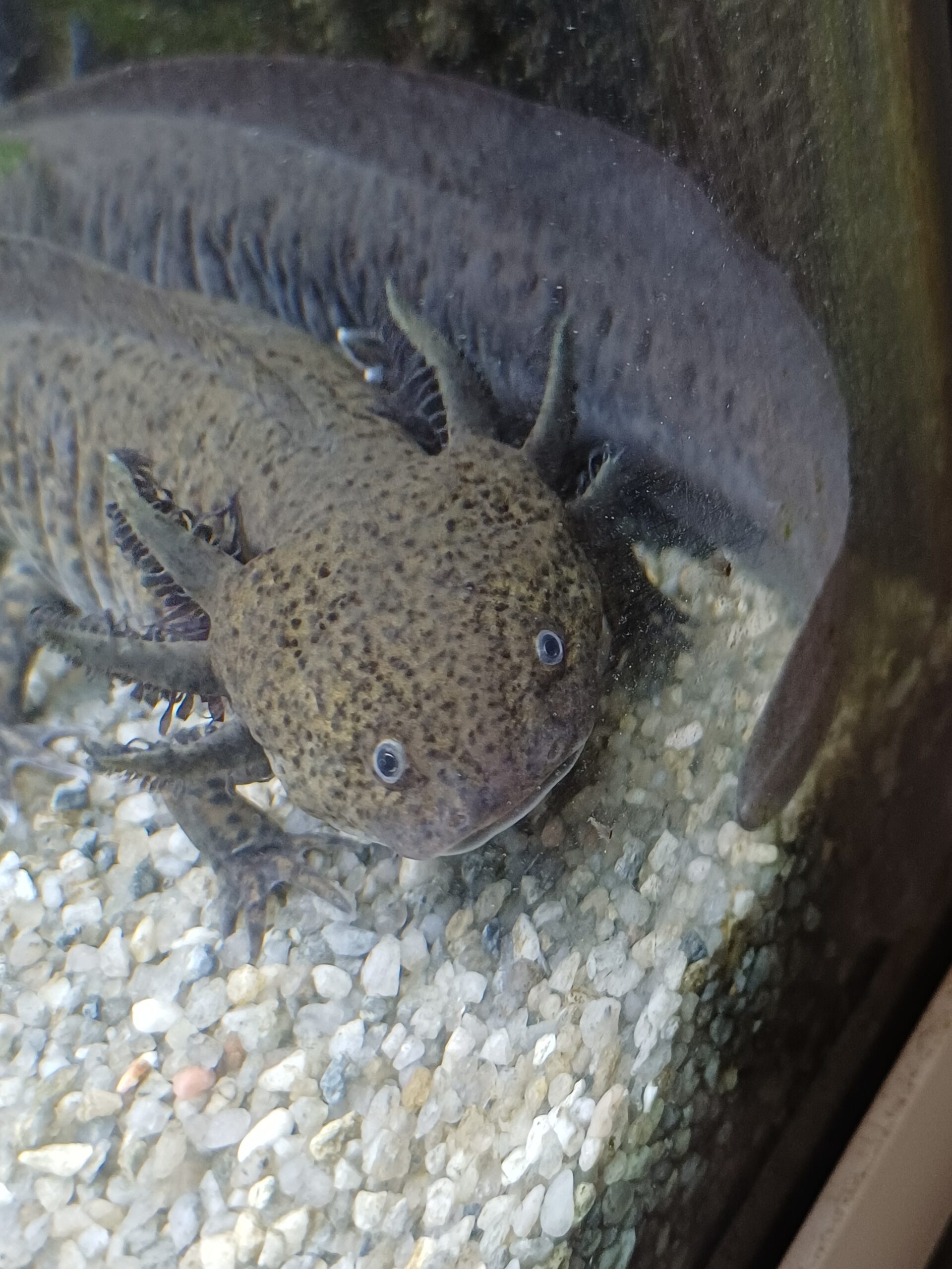 Junge Axolotl Wildlinge abzugeben