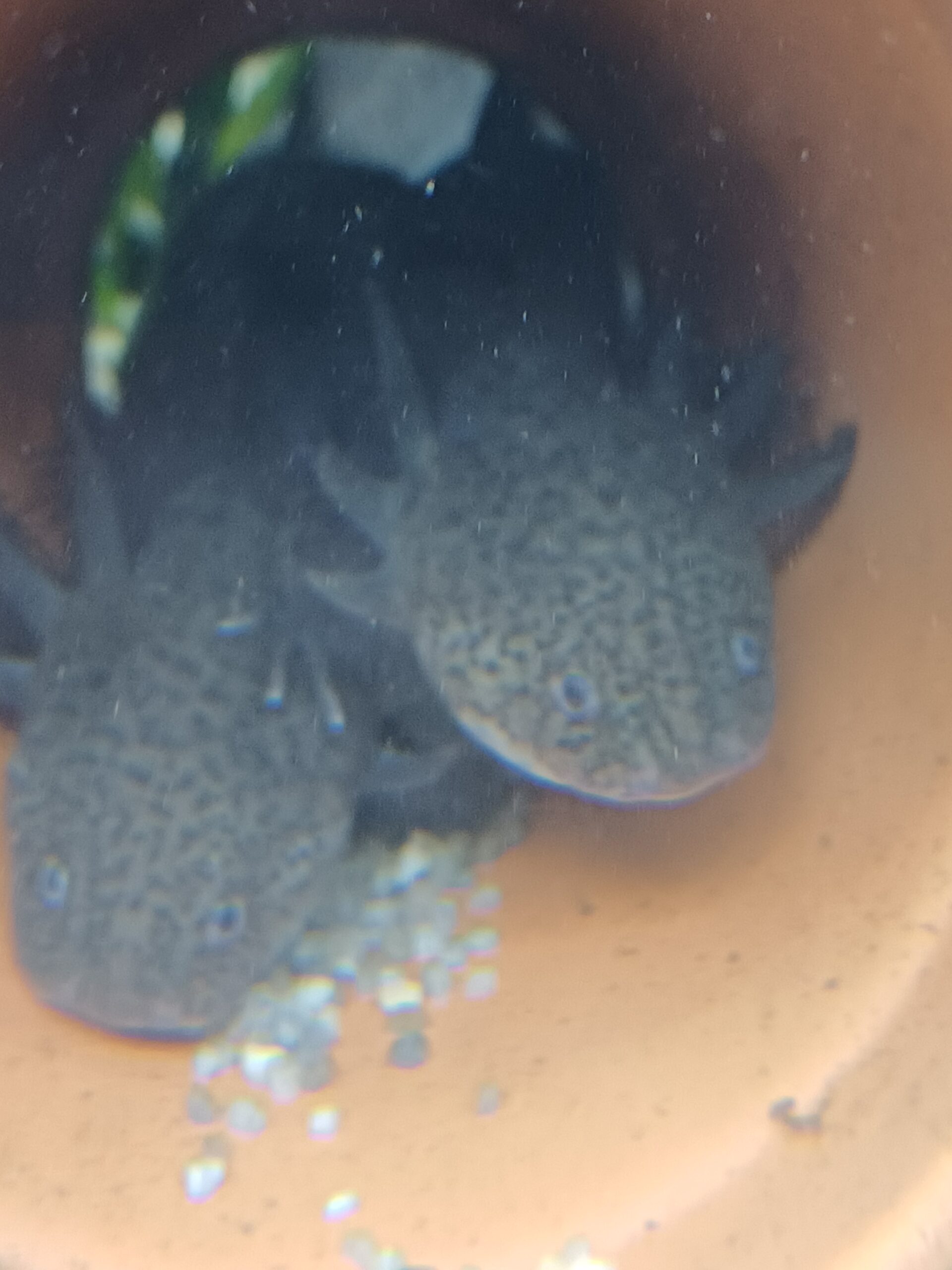 Junge Axolotl Wildlinge abzugeben