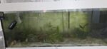 4 Axolotl mit Komplettzubehör