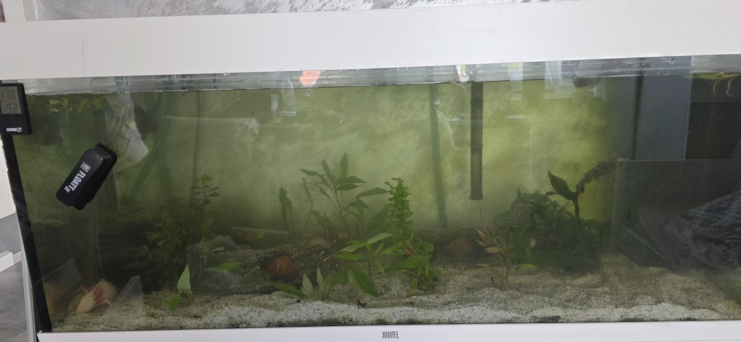 4 Axolotl mit Komplettzubehör
