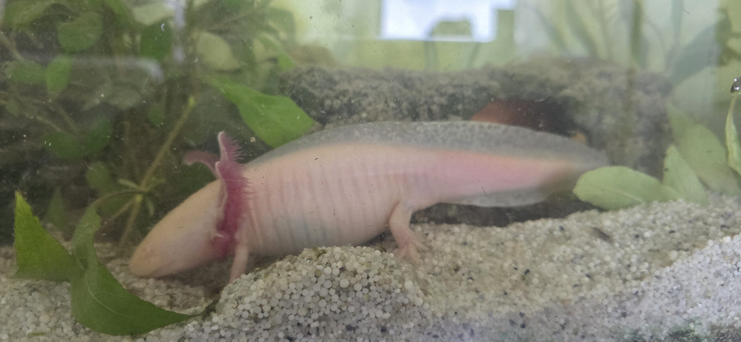 4 Axolotl mit Komplettzubehör