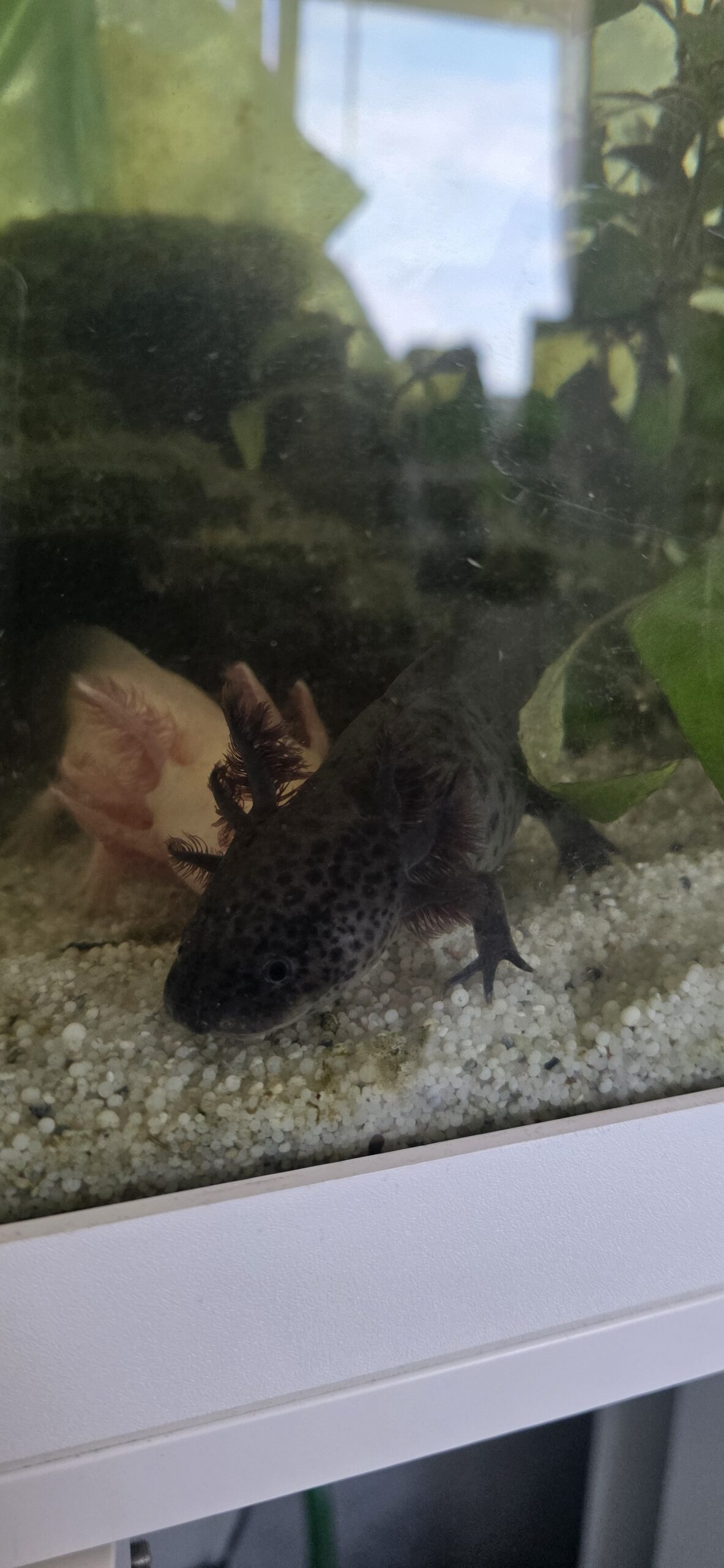 4 Axolotl mit Komplettzubehör