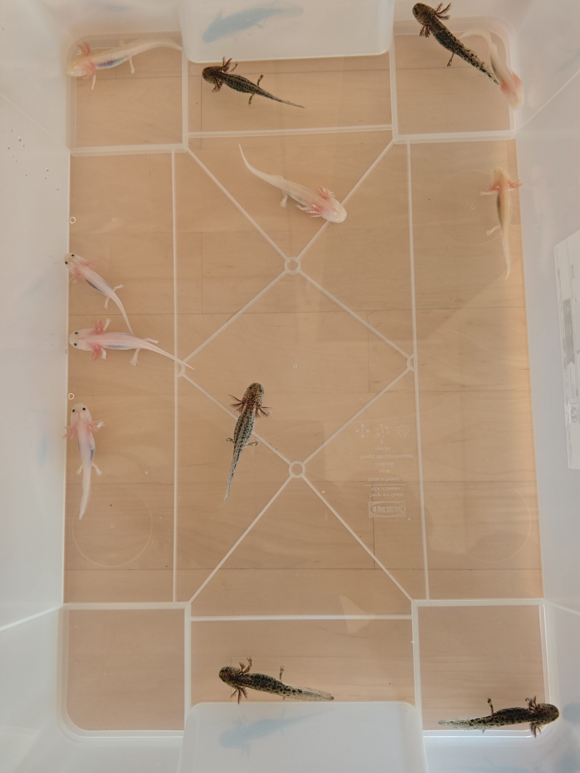 Axolotl Jungtiere