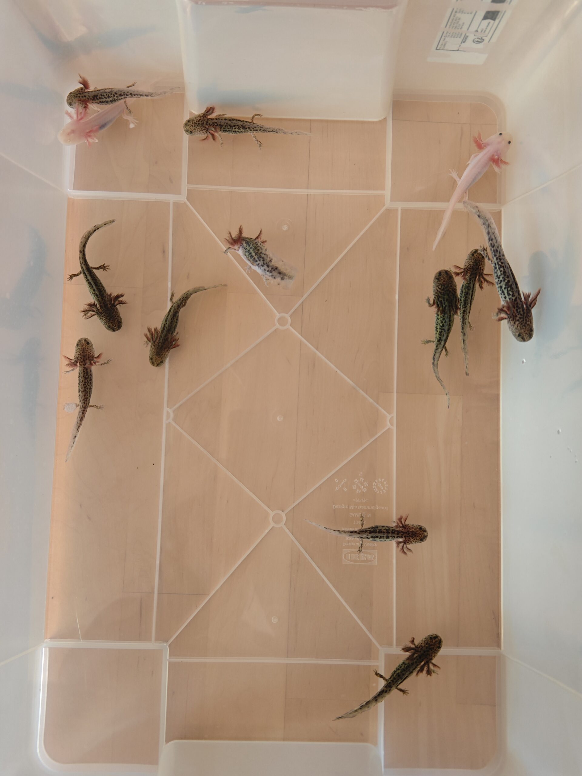 Axolotl Jungtiere