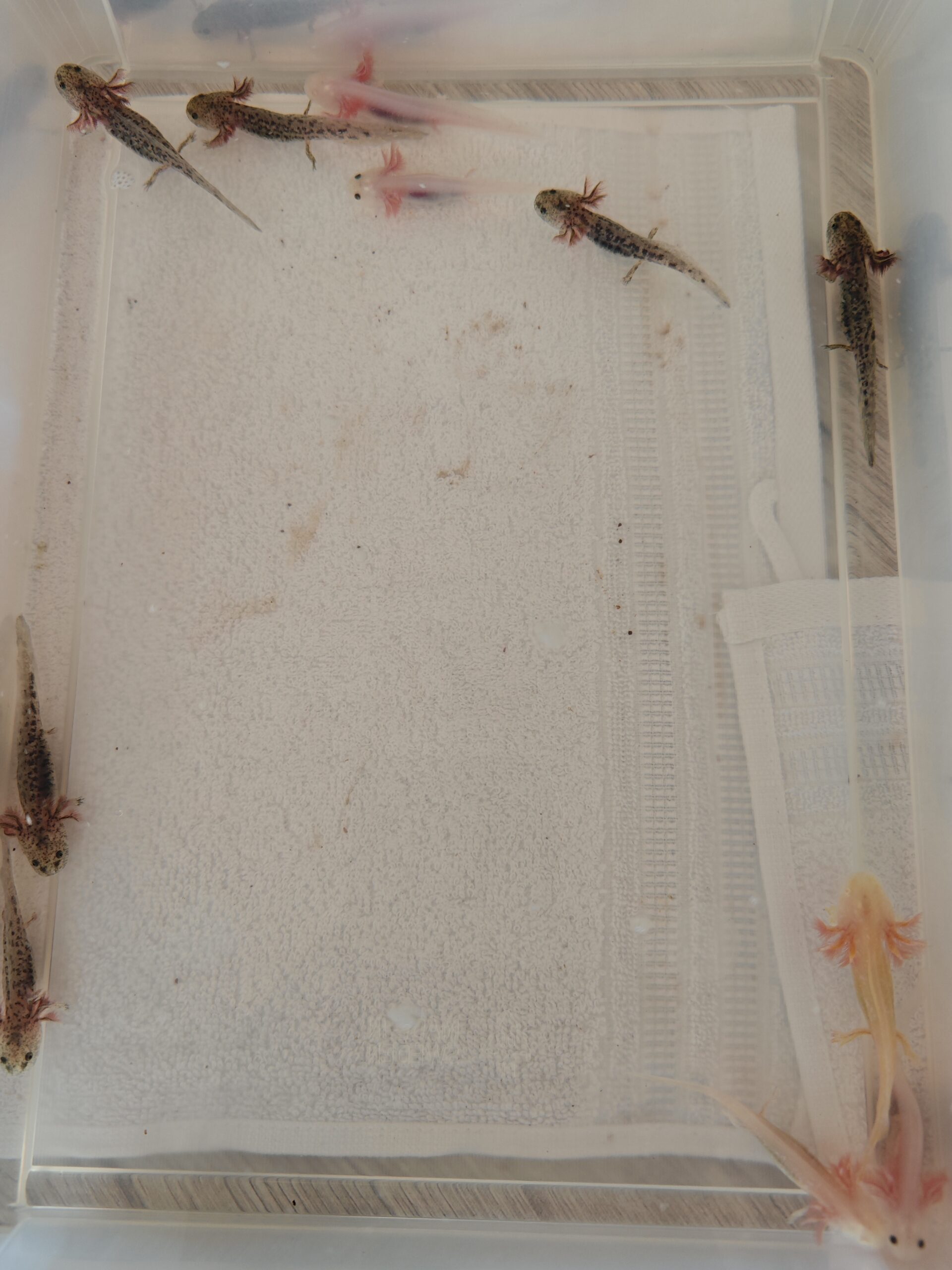 Axolotl Jungtiere