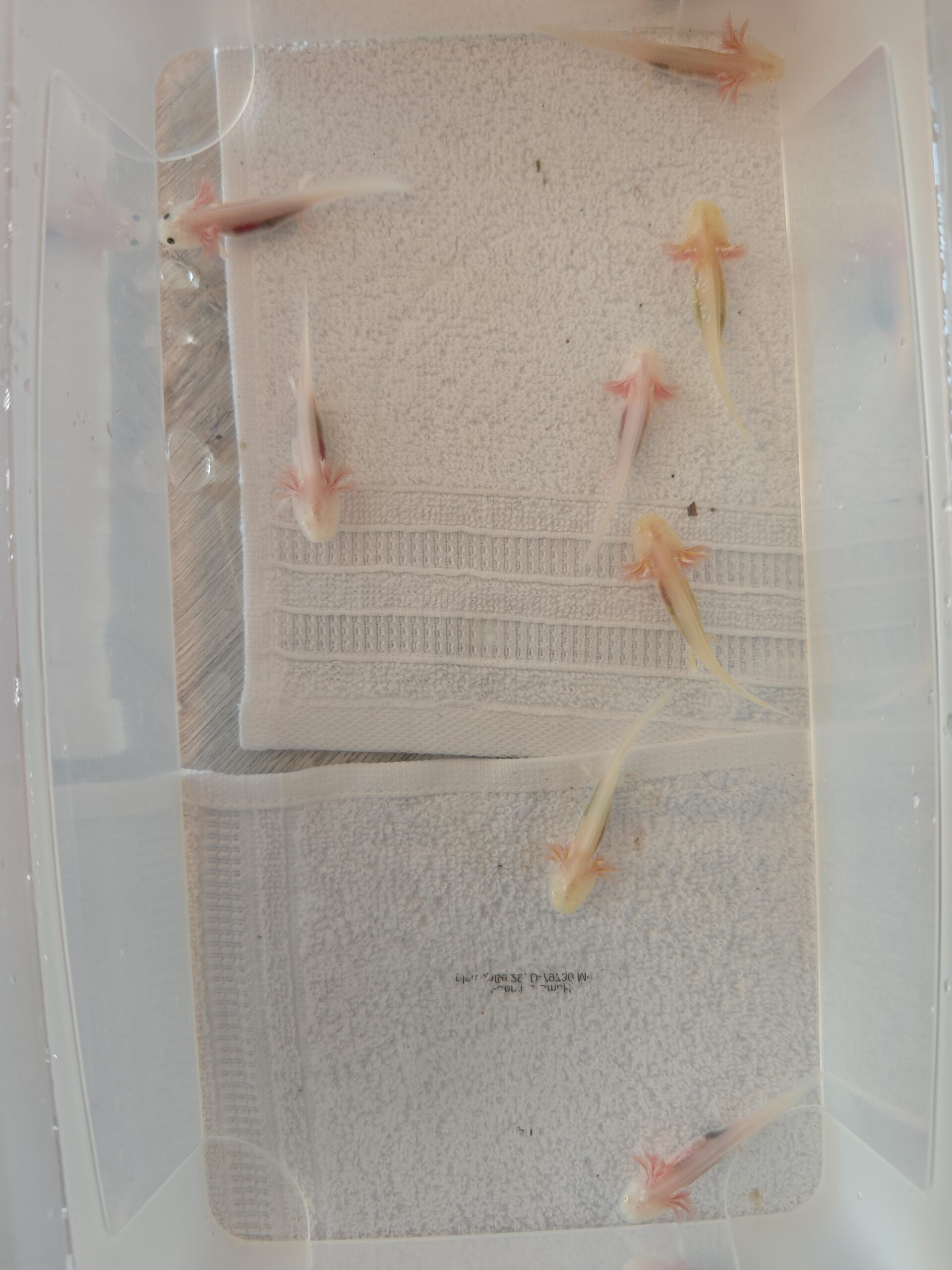 Axolotl Jungtiere