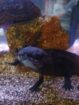Axolotl in gute Hände abzugeben, mit Zubehör!